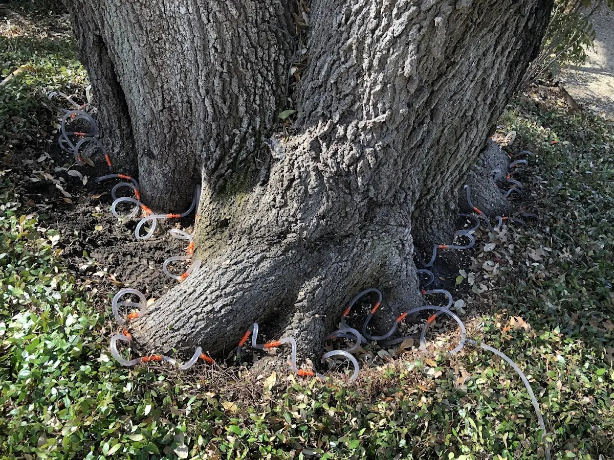 Detailed Tree Cabling and Bracing job site in Sheppard Afb