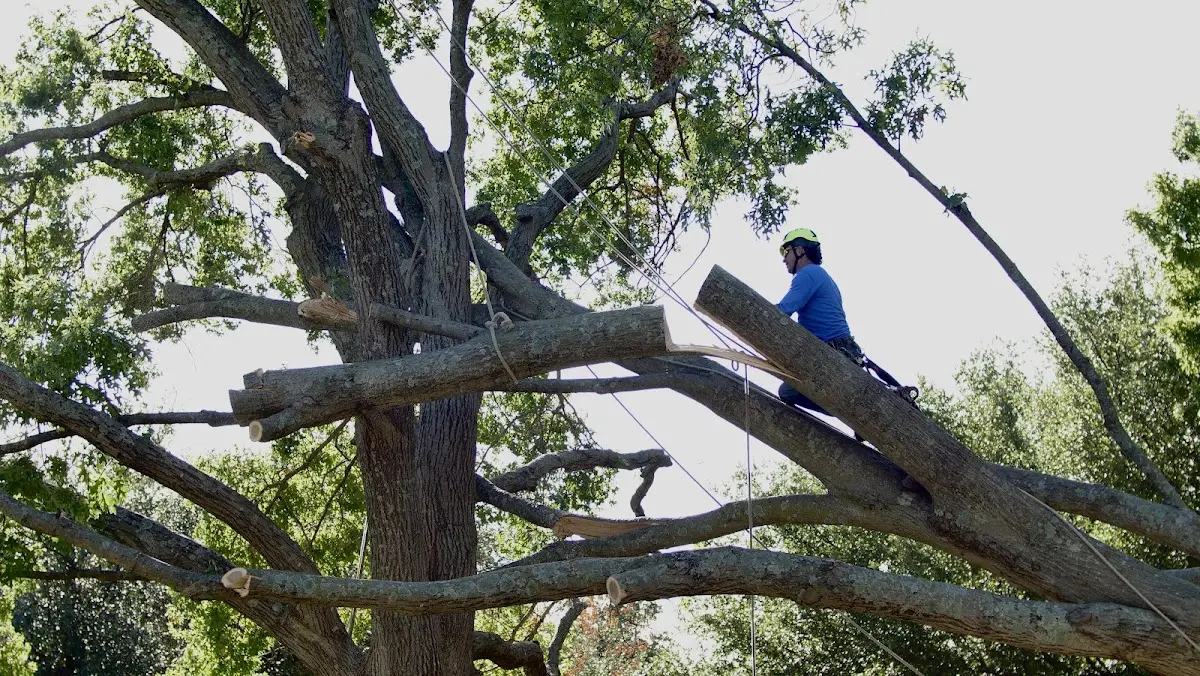 Professional Crown Thinning performed by certified arborists in Sheppard Afb